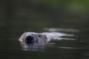 Beavers head swimming above water surface