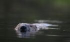 Beavers head swimming above water surface