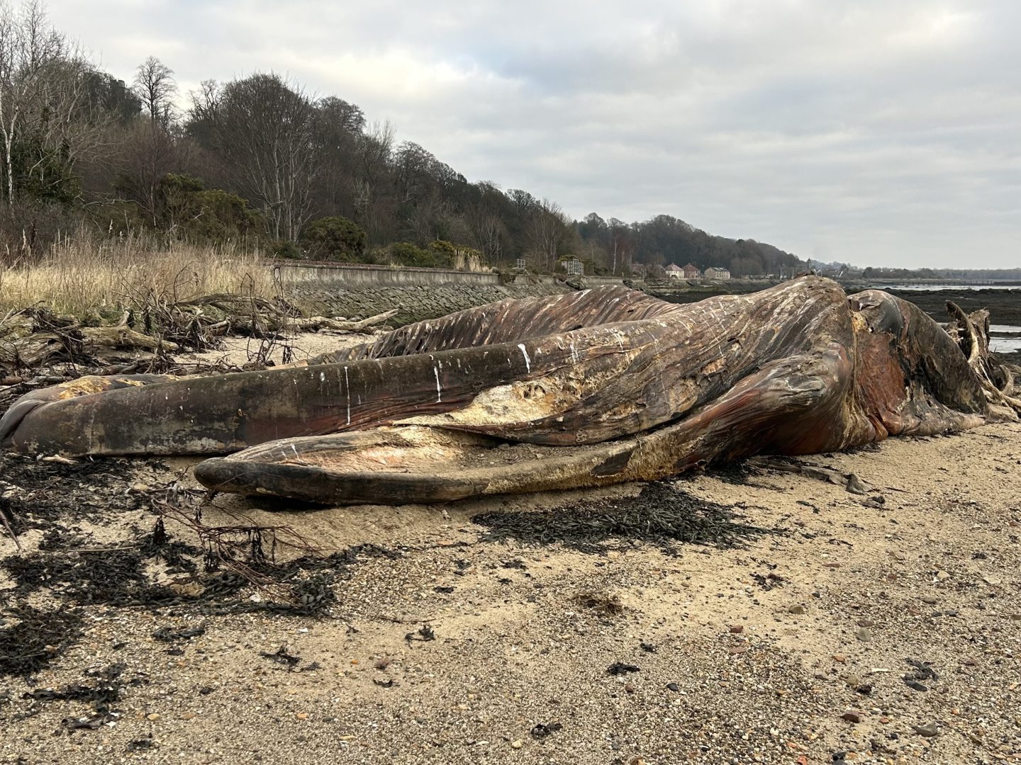 Another view of the rotting whale carcass.