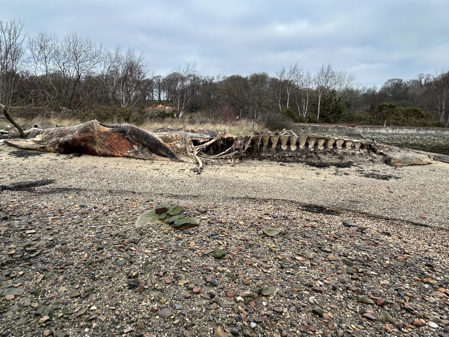 The 18-mtr-long carcass has remained on the beach for a year.