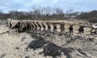 Fin whale carcass on Fife beach near Culross.