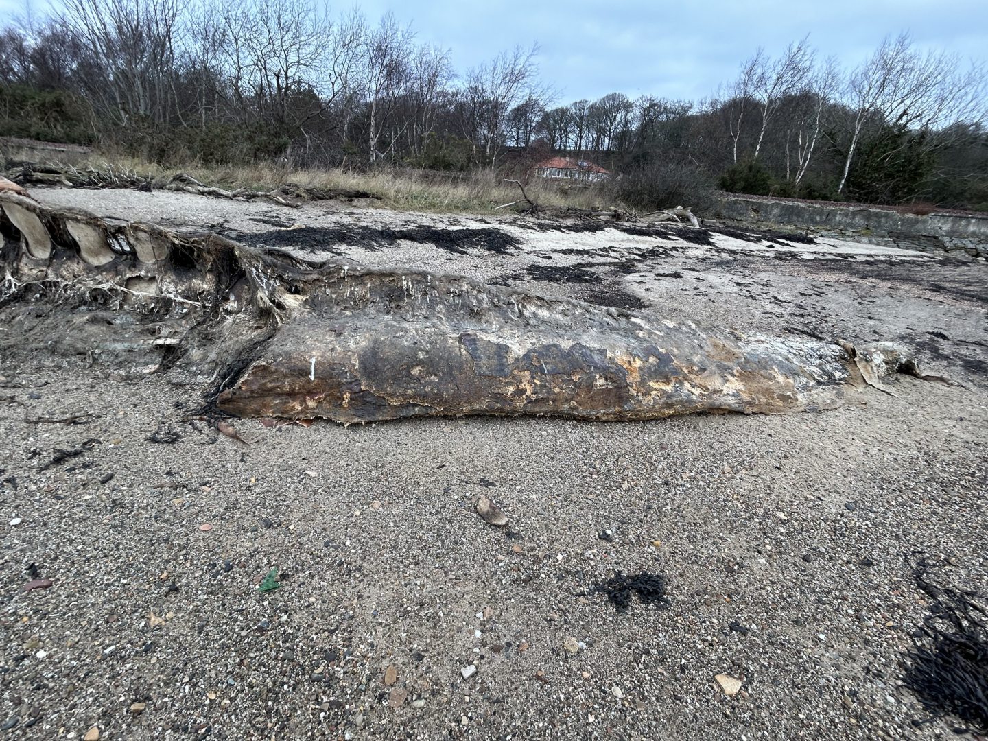 The fin whale's tail.