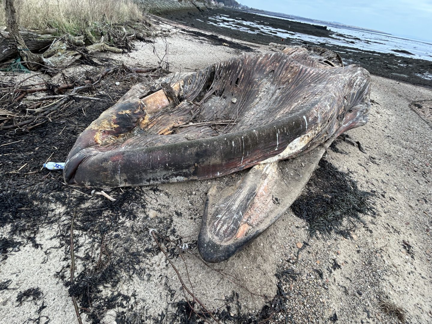 The mouth of the decomposing fin whale.