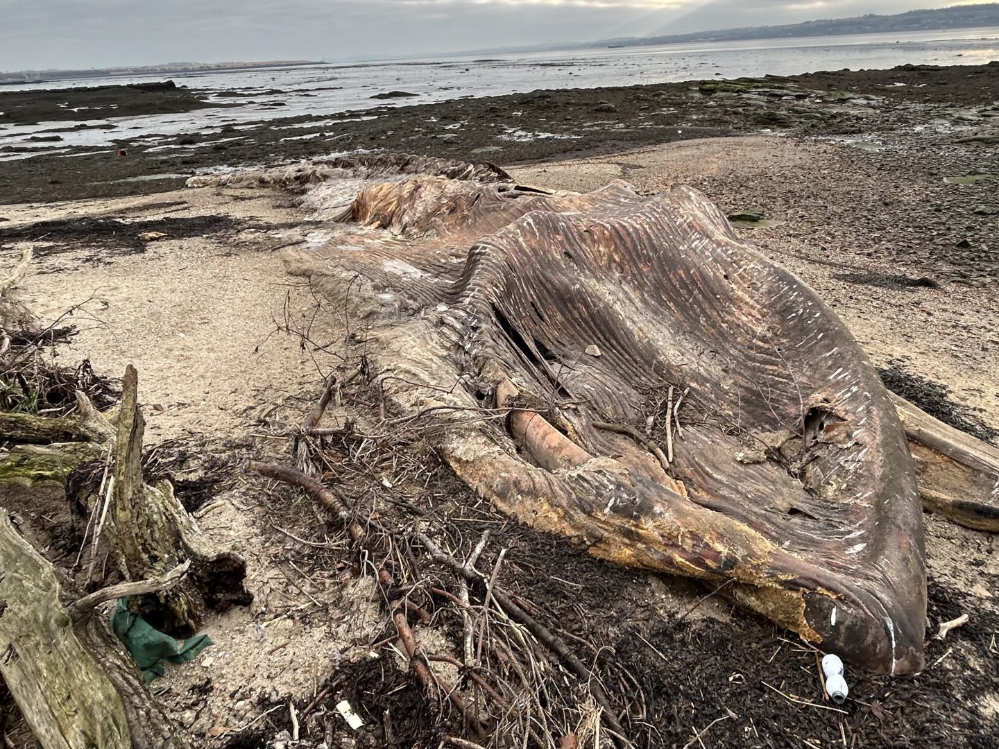 Storms have helped the whale carcass decompose quicker than expected.