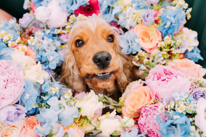 A dog among flowers