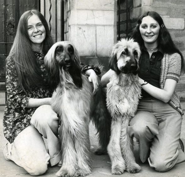 Afghan hounds and their escorts face the camera. Isobel Gibbon, left, with Zara and Elizabeth Scott, right, with Kashif, at the Dundee Canine Club Show in St Salvador's Hall, May 1976. Image: DC Thomson.