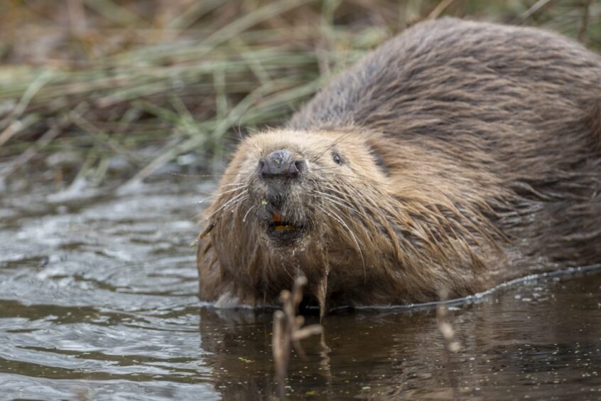 Beaver in shallow water