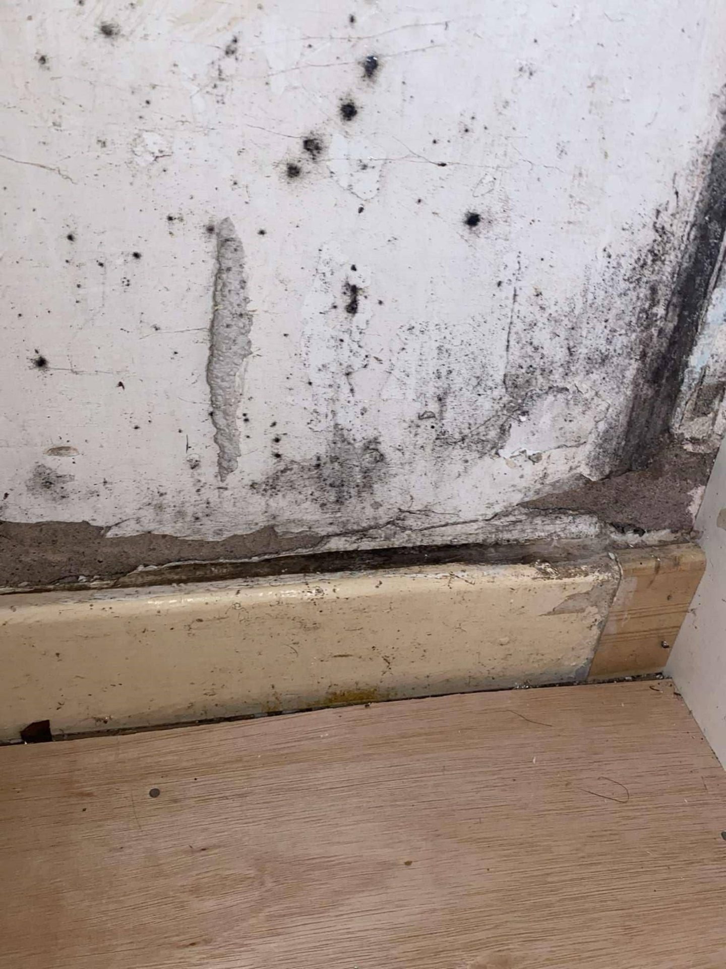 Black mould on the walls.