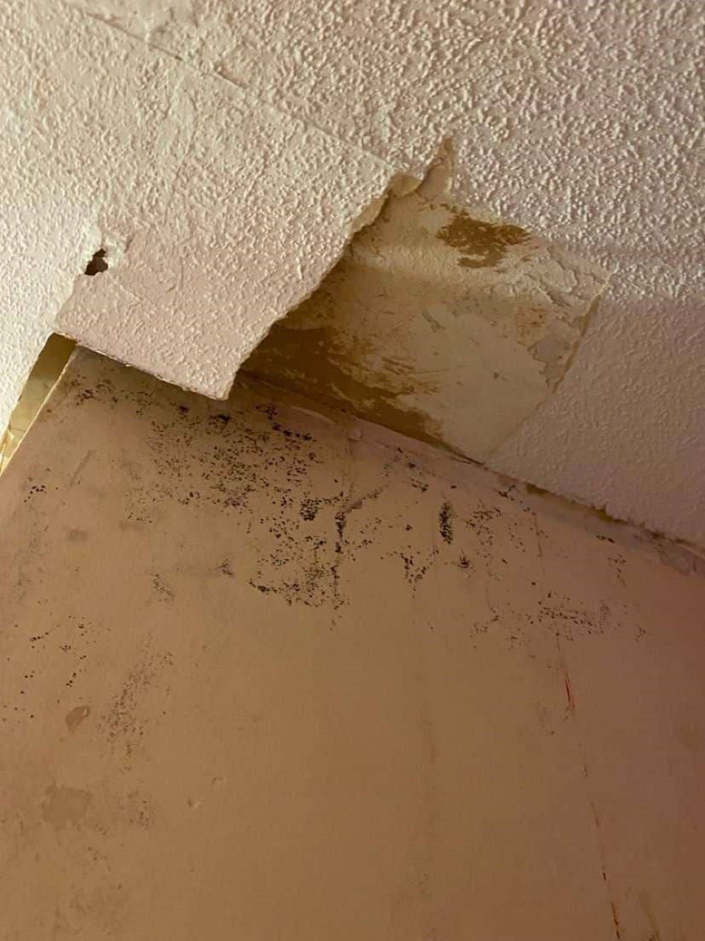 Mould and damp on the ceiling. 