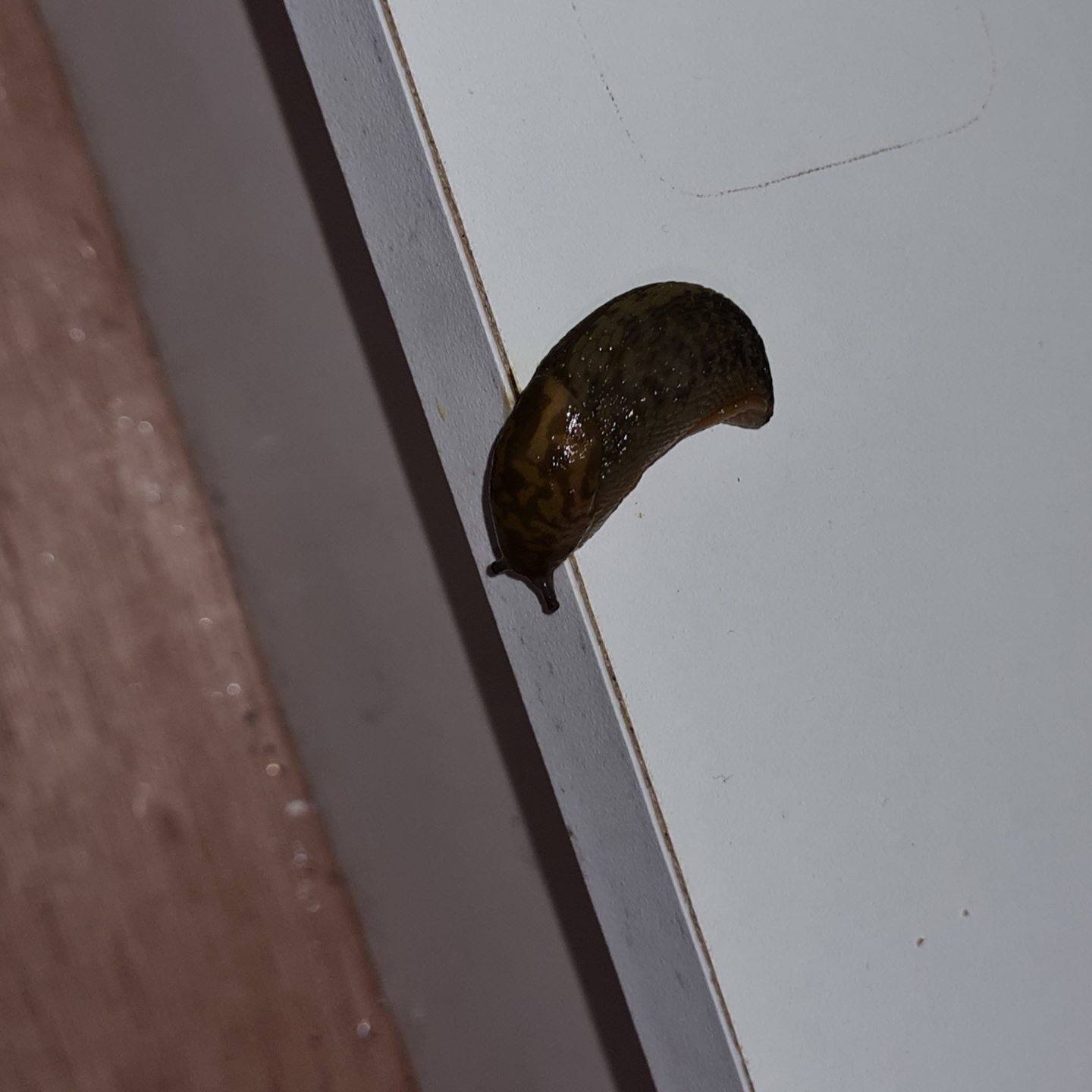 Slugs found in kitchen cupboards.