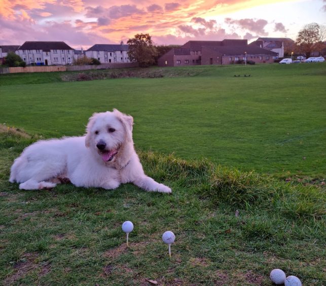 Griffin the Romanian Shepherd dog