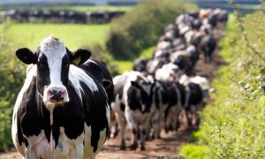 Dairy cows on the march.