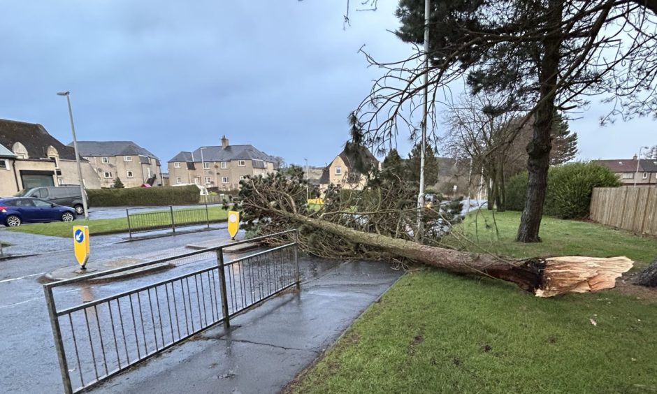 Tree down on Old Perth Road, Hill of Beath amid Storm Eowyn