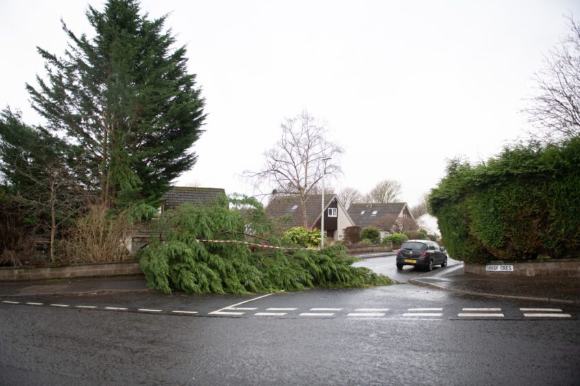 A fallen tree on Cansip Crescent, Dundee, during Storm Eowyn