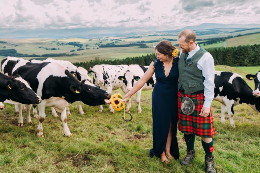 Barefoot bride and husband with heifers