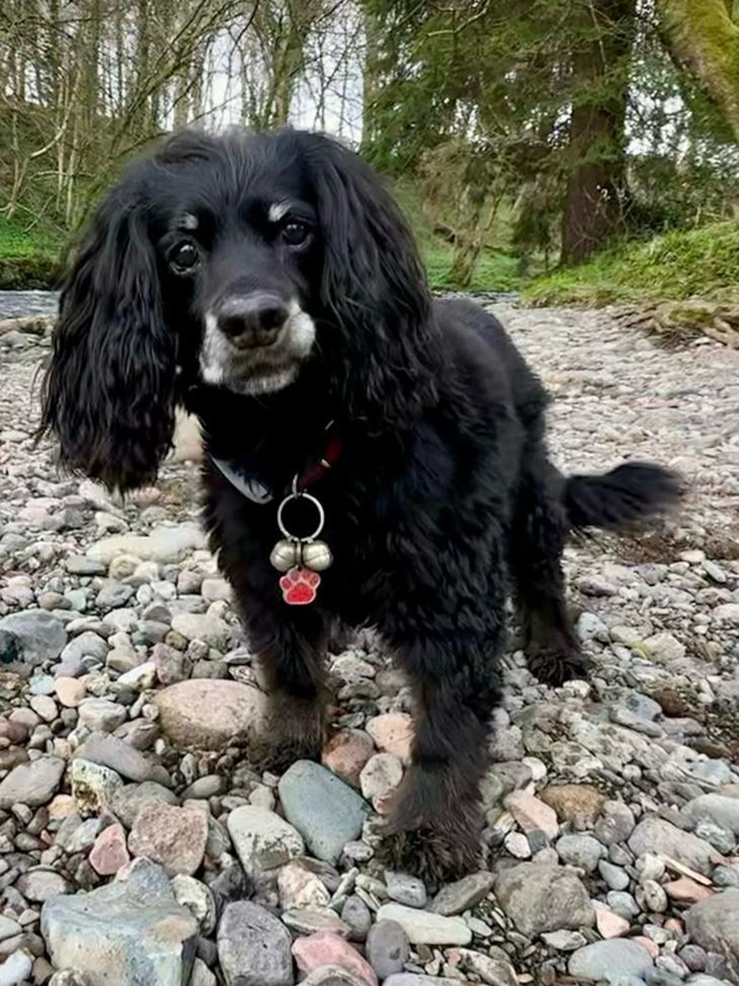 Meet deaf dog Maizi who spent 9 hours in Dunfermline sewer