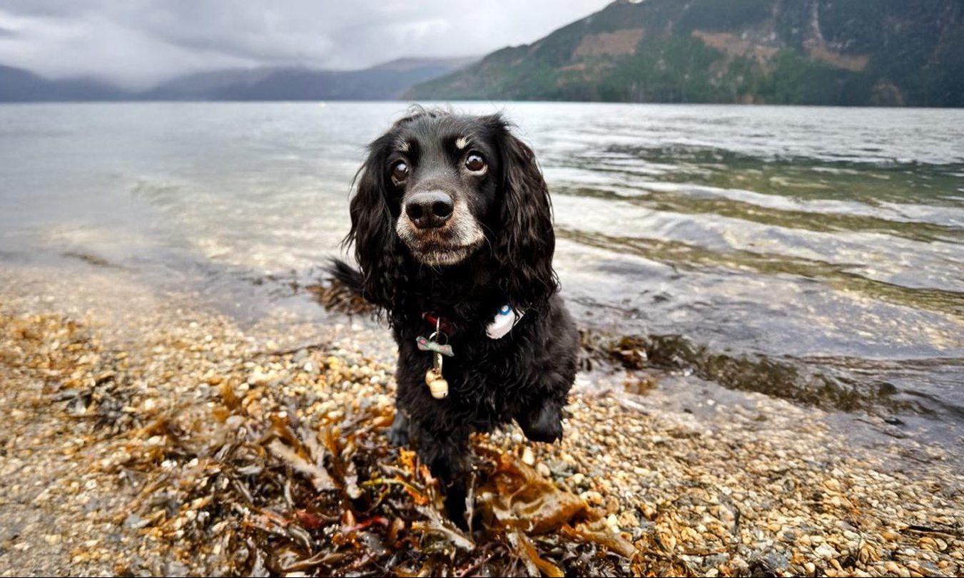 Cocker spaniel Maizi, from Dunfermline. Image: Margaret Cumming