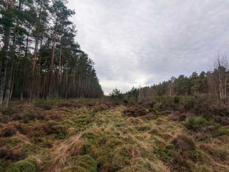 Cleaven Dyke in woodland at Meikleour.