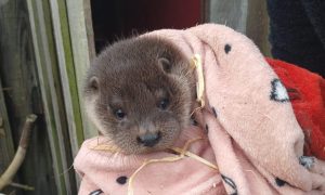 The young otter was found in a shed near Forteviot. Image: Liz Lasota