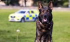 Police Dog (PD) OZ is retiring after serving for more than six years  in Fife. Image: Police Scotland