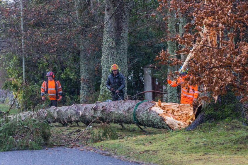 Fallen tree on Muirton Road, Auchterarder. 