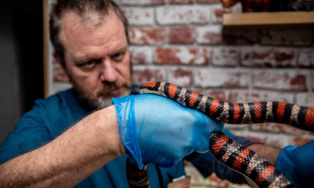 King snake Elvis is given the once over by Dr Kevin Eatwell in Fife Zoo's reptile house. Image: Steve Brown/DC Thomson.