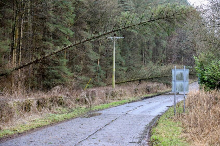 Trees fallen on electricity lines on Torbain Road in Kirkcaldy. 