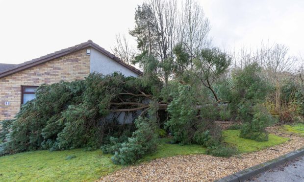 A home in Huntingtower Park, Glenrothes had a narrow escape as a large pine tree fell during the high winds of Storm Eowyn.