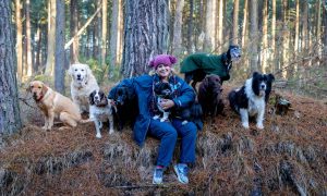 Sue Forrester with a pack of eight dogs in Tentsmuir Forest. Image: Steve Brown/DC Thomson