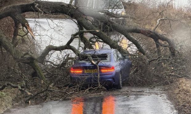 The tree fell onto a car in Dunning. Image: Dave Allan