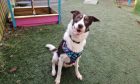 Border collie Tracker is one of the pets up for adoption at SSPCA's Tayside and Fife centre