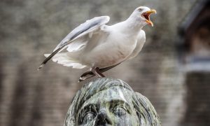 A gull on top of Dundee's excrement-stained Robert Burns statue on Albert Square.