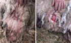 A sheep at Newpark Farm suffered injuries in a dog attack. Image: Deborah-Claire Christie