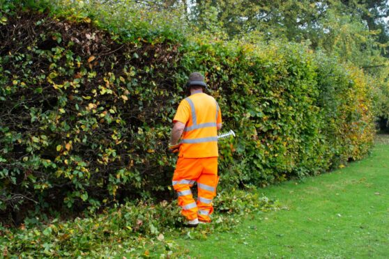 A man in orange hi vid gear trimming a hedge