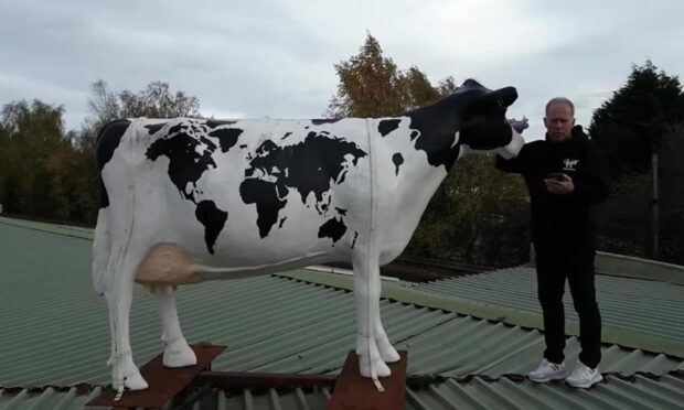 The Horn owner Kenny Farquharson with the cow he supplied for Channel 4 series Taskmaster