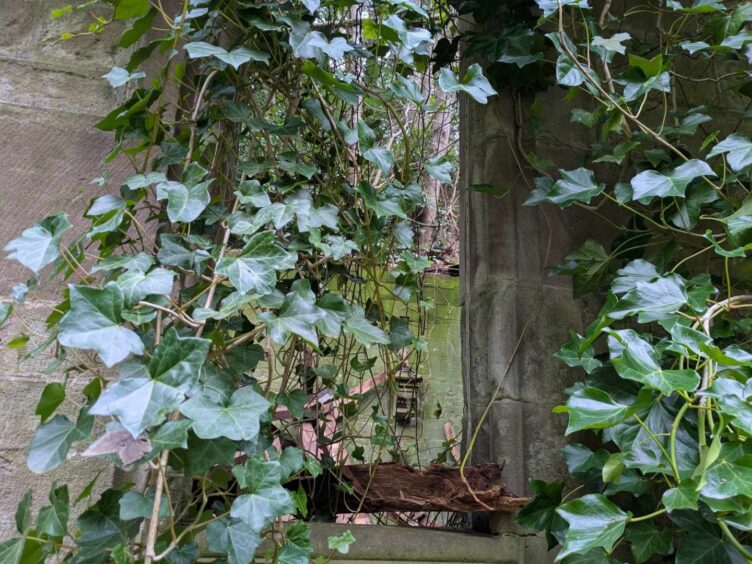 Decaying Aldbar Chapel has been taken over by nature.