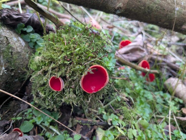 Scarlet Elf Cups