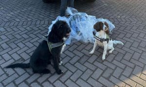 Boo and Rose helped during the raids. Image: Dundee City Council