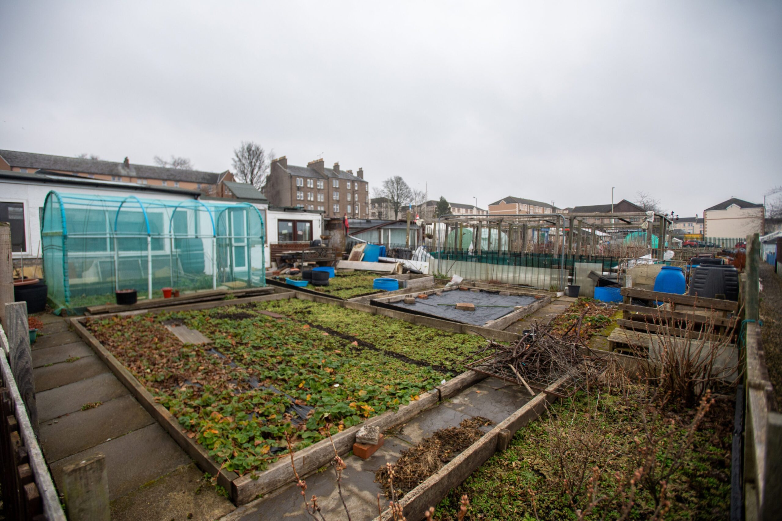 Some of the 82 plots at the famous Dundee allotments.