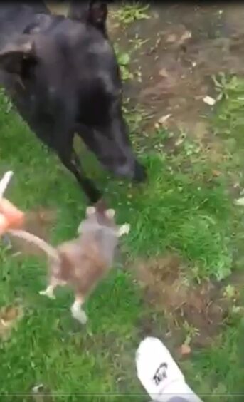 Dog being goaded with a pet rat