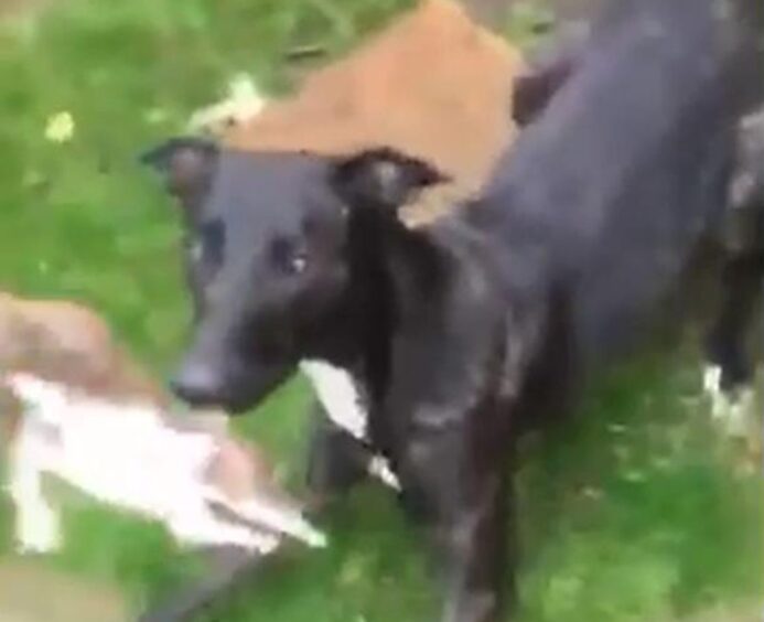 Liam Fair cruelty video