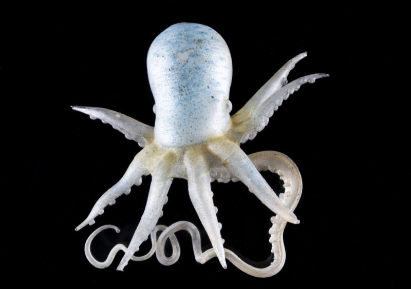 Glass model of octopus