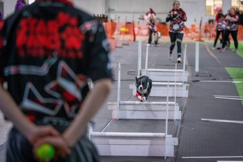 Crufts flyball competition training for Angus Star Paws team.