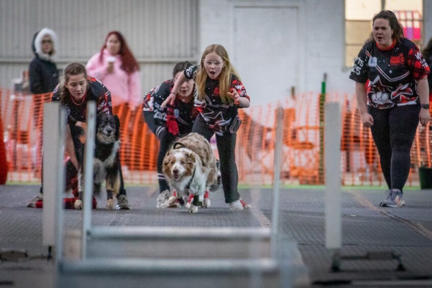 Angus Star Paws flyball team in training for Crufts.