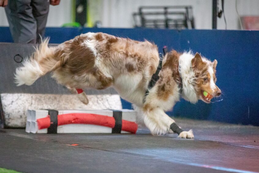 Border collie tackling flyball course. 