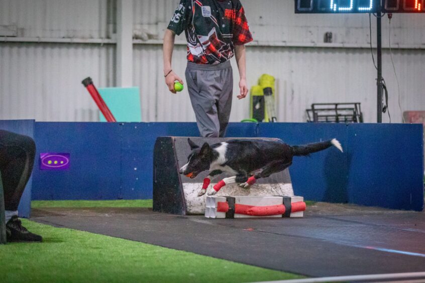 Flyball collie in training for Crufts 2025.