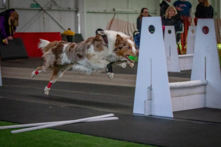 Star Paws flyball team from Angus going to Crufts.