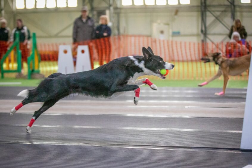 Star Paws flyball team from Carnoustie.