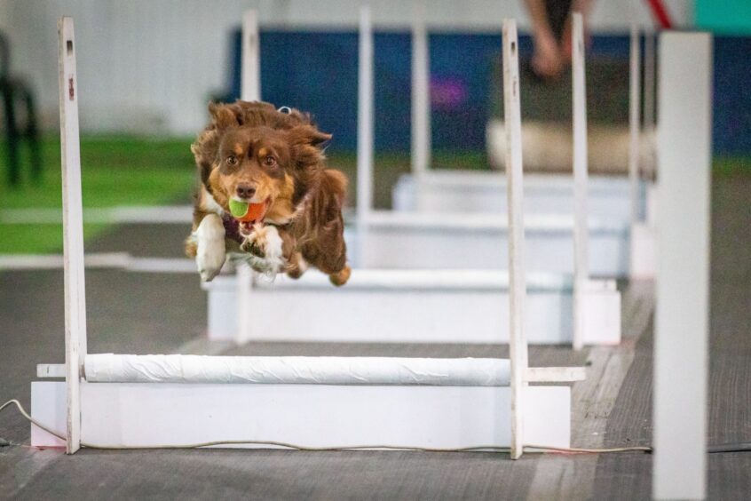 Angus flyball teams qualifies for Crufts.