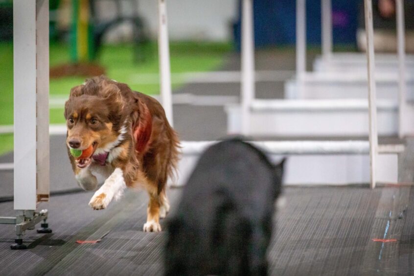 Star Paws flyball team from Angus qualifies for Crufts.